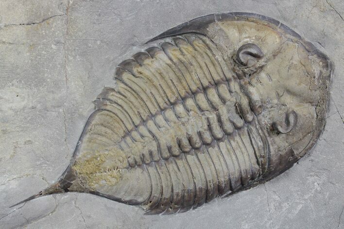 Dalmanites Trilobite Fossil - New York #357128